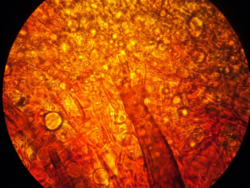 Altra Scutellinia da determinare